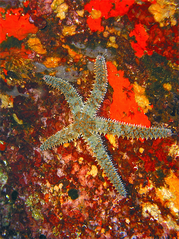Port Cros - Etoile de mer glaciaire