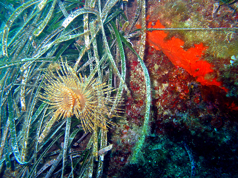 Port Cros - Spirographe