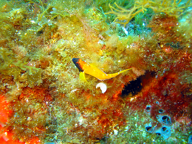 Port Cros - Triptérygion Jaune