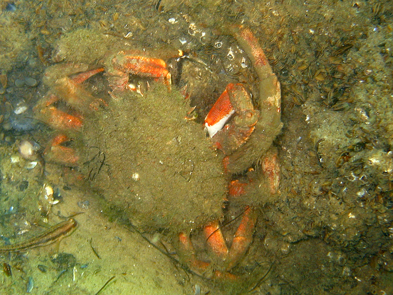 Arcachon - Araignée de mer