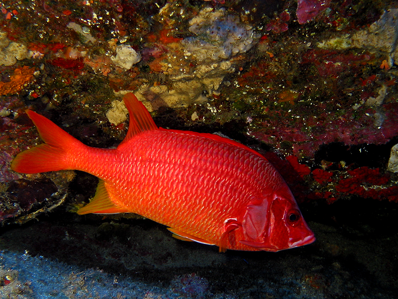 Pointe au Sel
