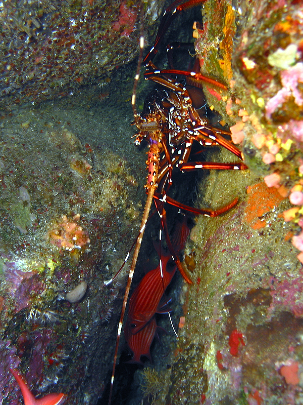 Pointe au Sel