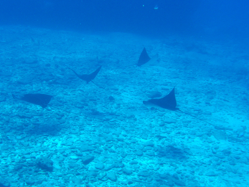 Snorkeling