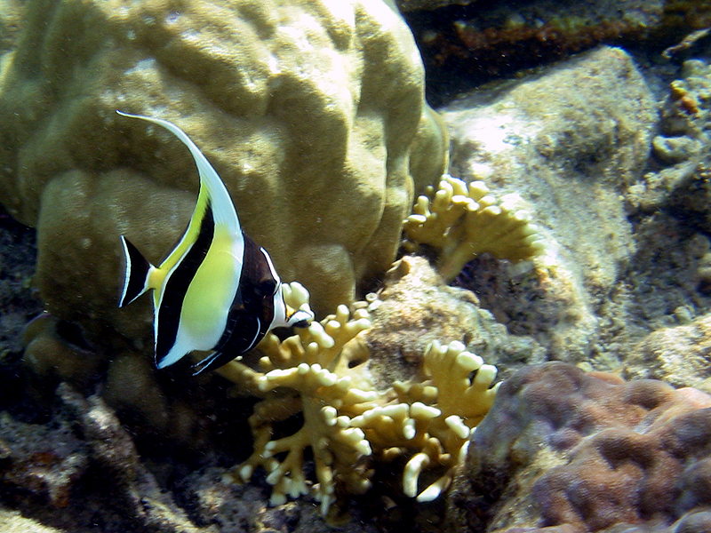 Snorkeling