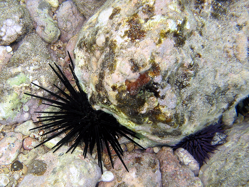 Snorkeling