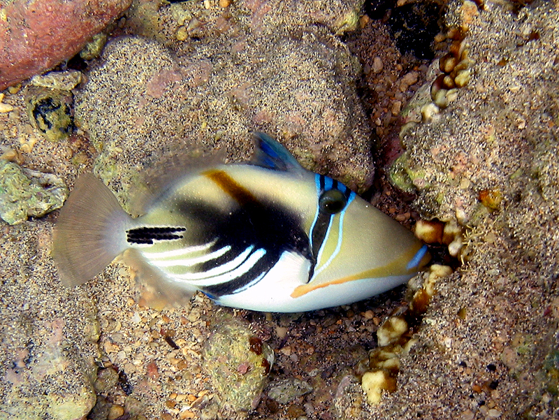 Snorkeling