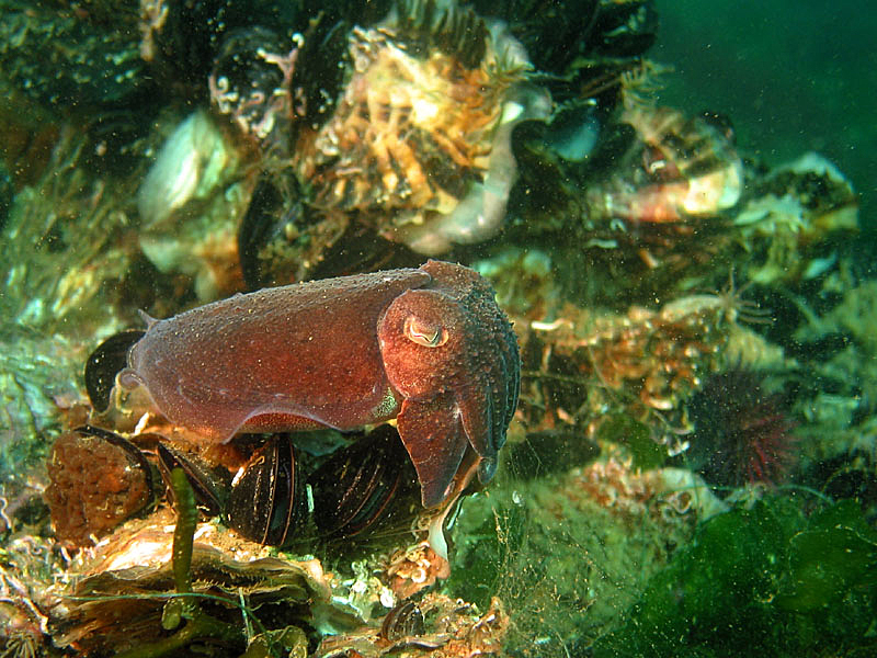 Etang de Thau - Seiche