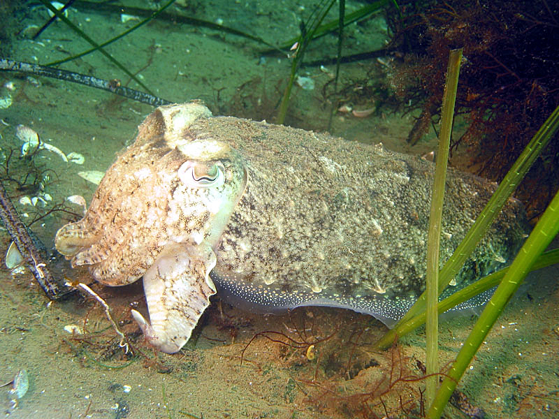 Etang de Thau - Seiche