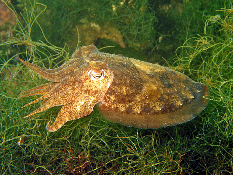 Etang de Thau - Seiche