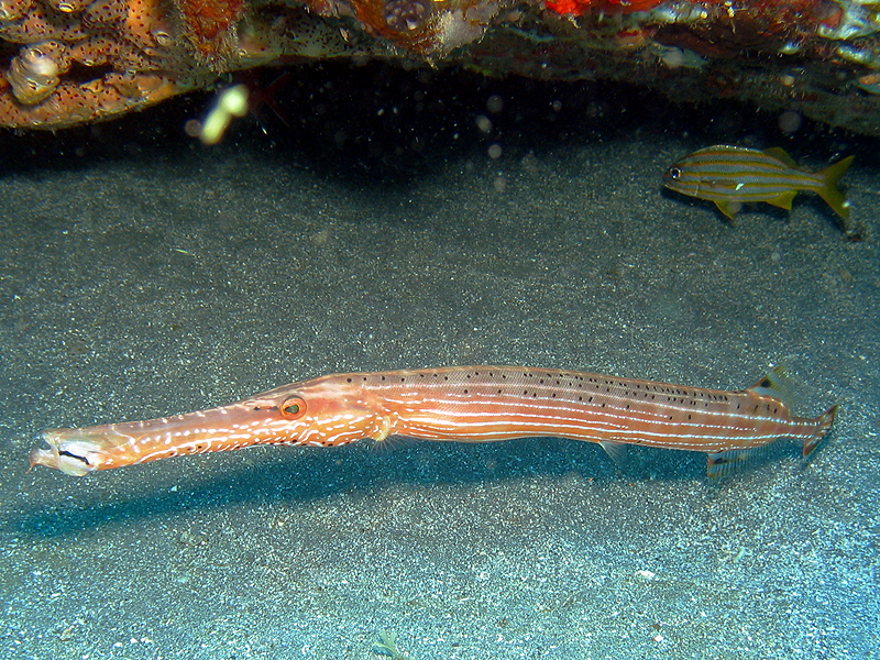 Martinique - Poisson trompette