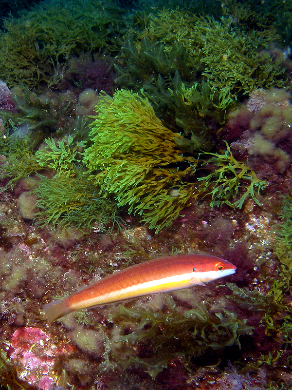 Giens - photo n° 30