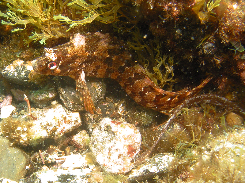 Giens - Blennie gattorugine