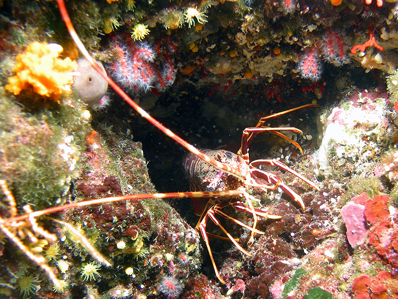 Marseille - Langouste