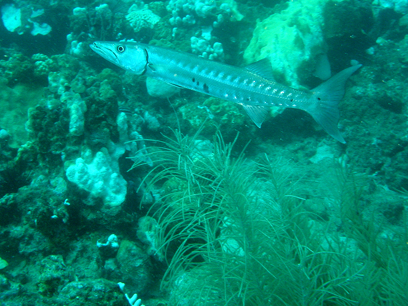 Guadeloupe - photo n° 5