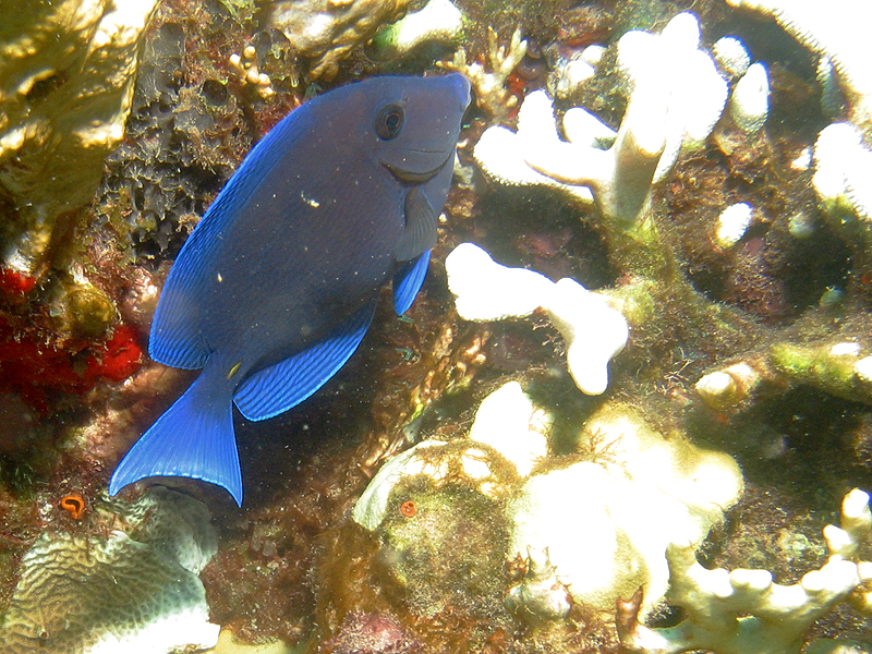 Guadeloupe - photo n° 7
