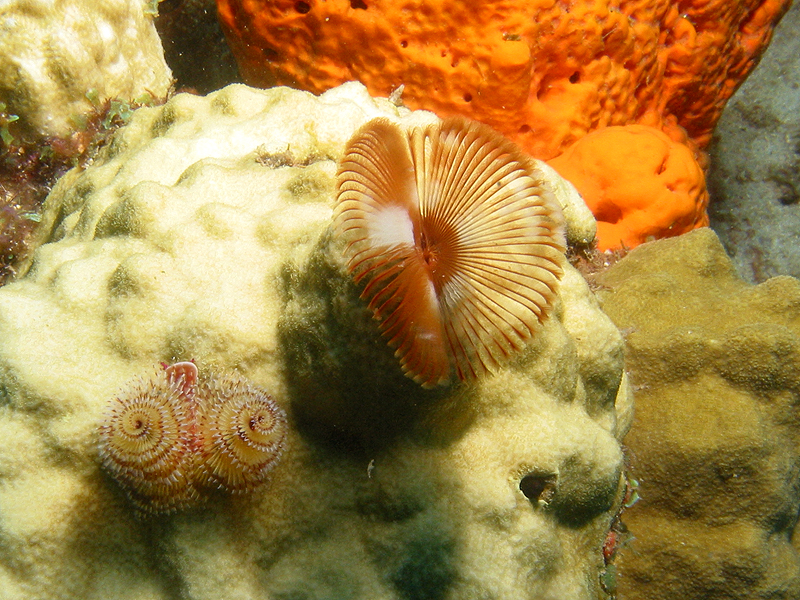 Guadeloupe - photo n° 12