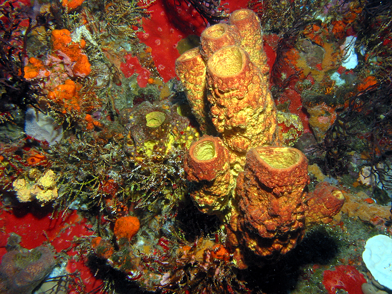 Guadeloupe - photo n° 23