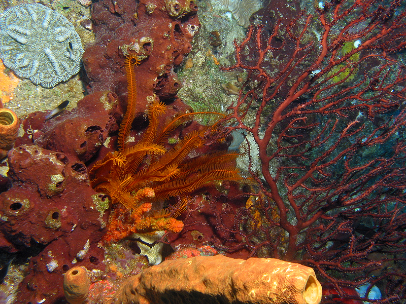 Guadeloupe - photo n° 26