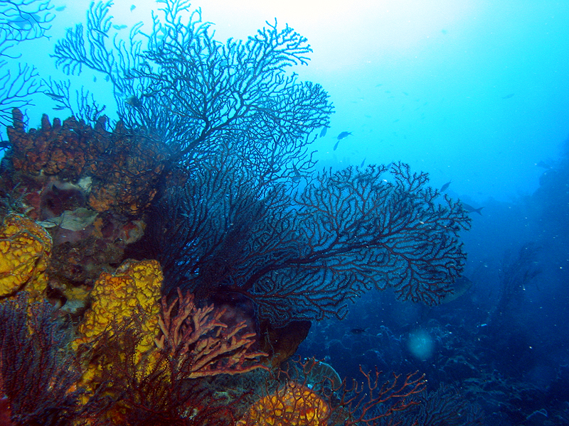 Guadeloupe - photo n° 27