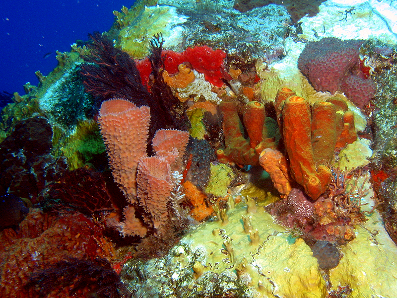 Guadeloupe - photo n° 34