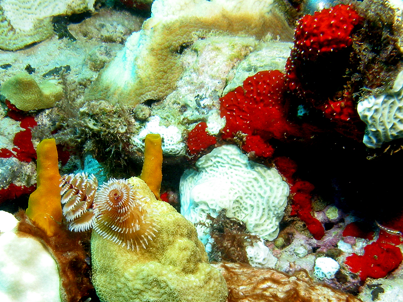 Guadeloupe - photo n° 38