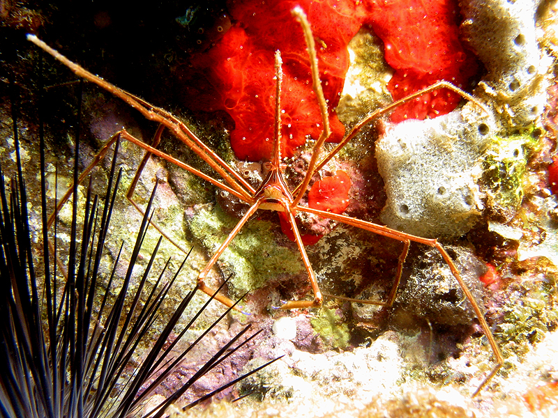 Guadeloupe - photo n° 40