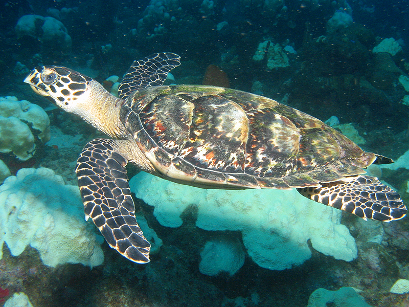 Guadeloupe - photo n° 62