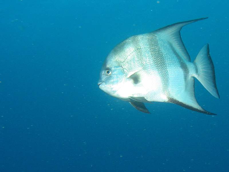 Guadeloupe - photo n° 63