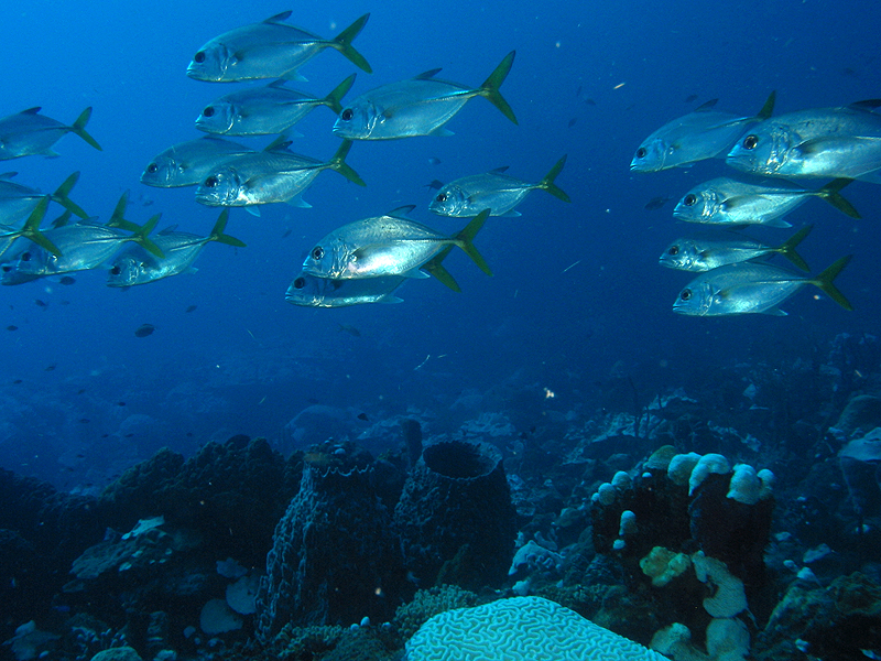 Guadeloupe - photo n° 76