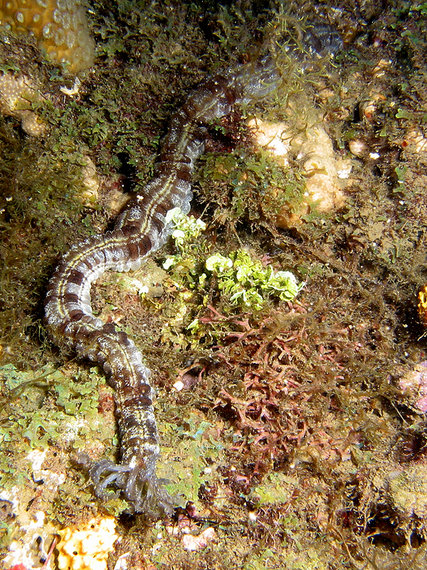 Guadeloupe - photo n° 87