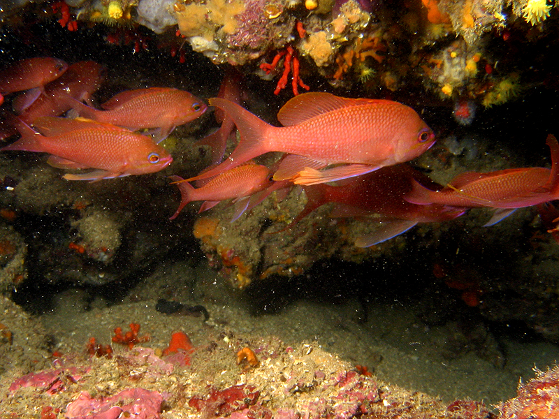 Estartit - Barbiers