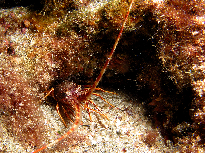 Port Cros - Langouste