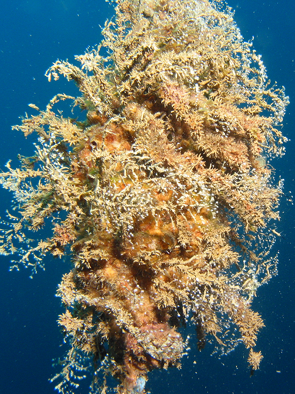 Roraïma