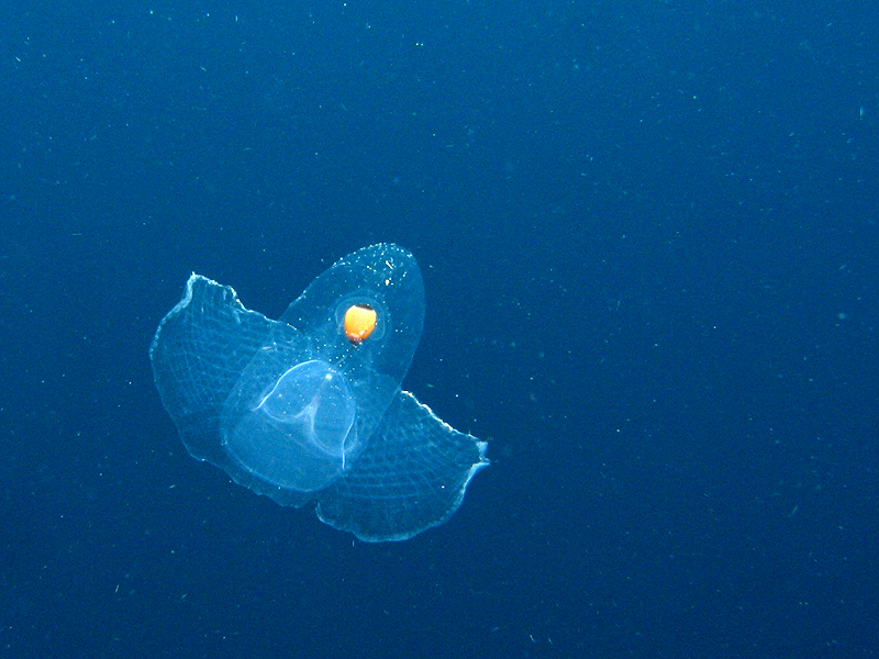 Roraïma