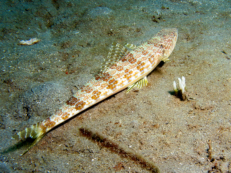 Caye Maréchale