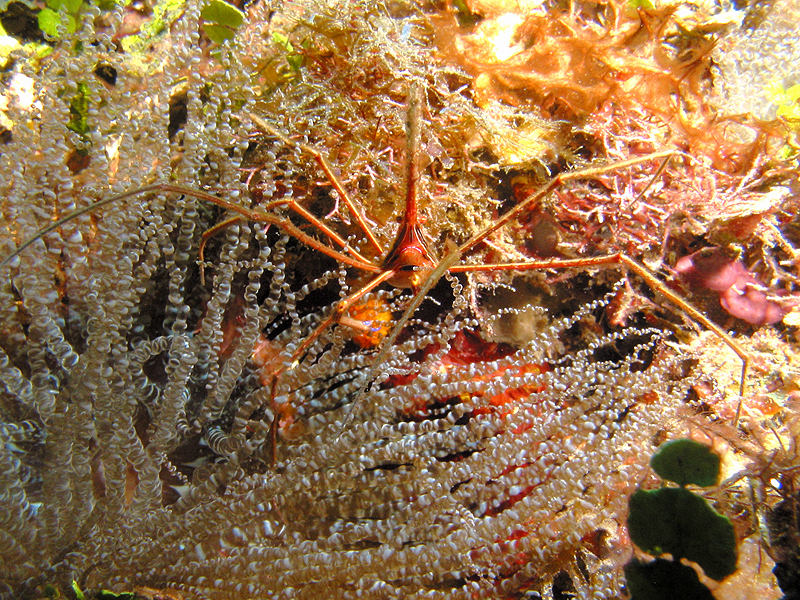 Caye Maréchale