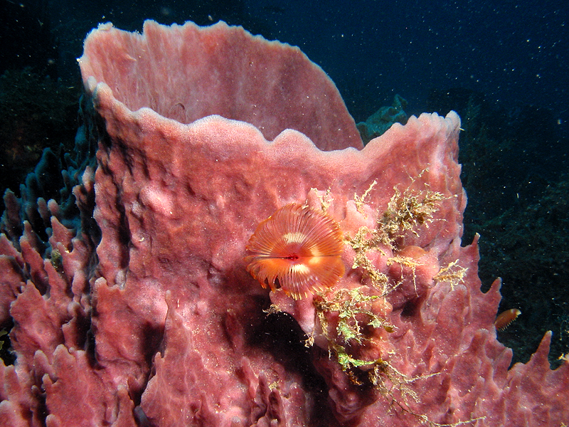 Caye Maréchale
