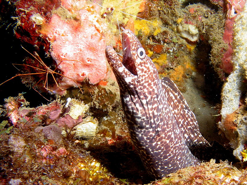 Caye Maréchale