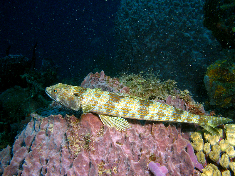 Caye Maréchale