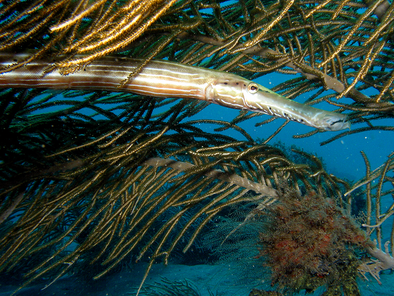 Caye Maréchale