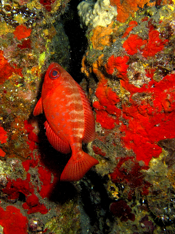 Canyons de Babody