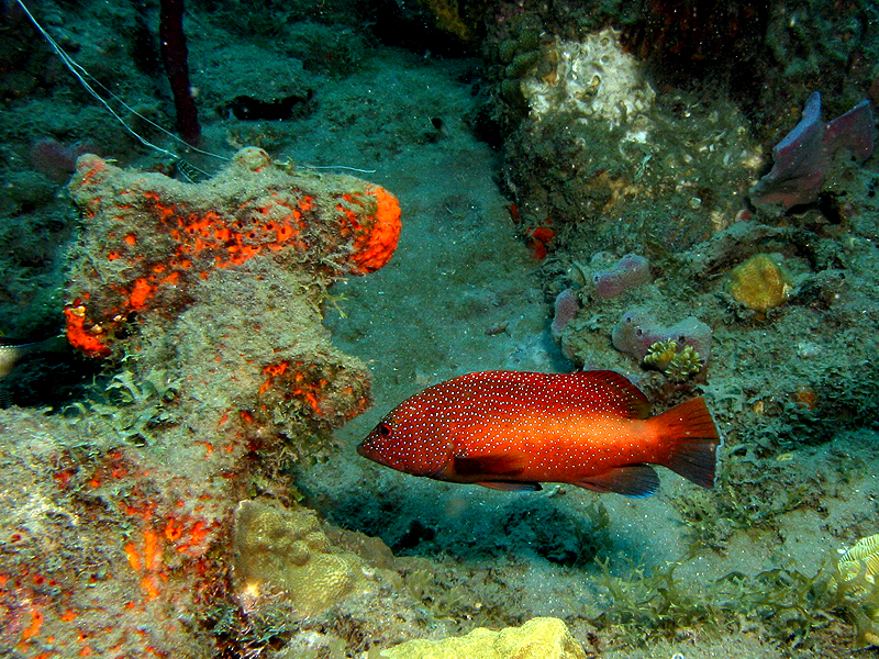 Canyons de Babody