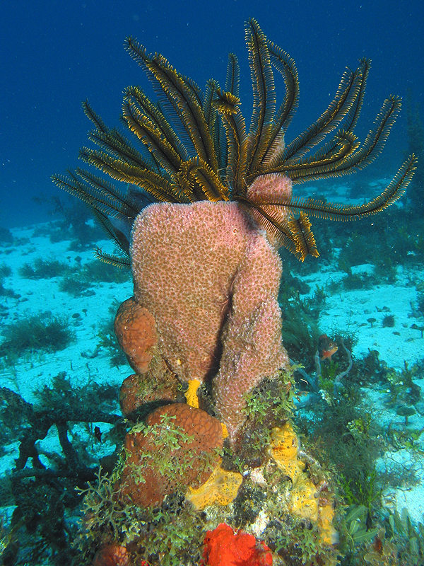 Pointe Lézarde