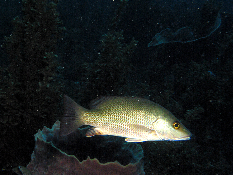 Pointe Lézarde