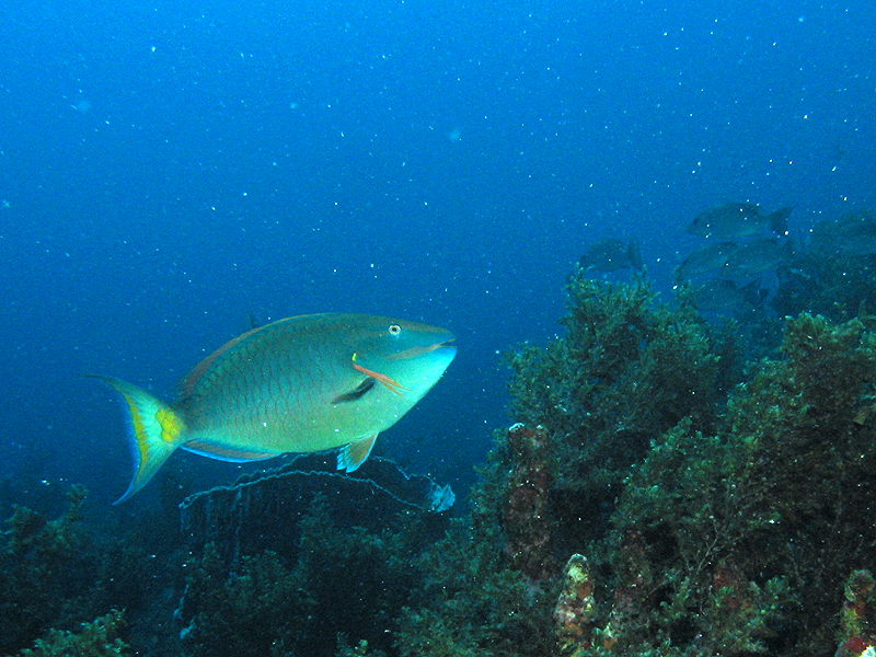 Pointe Burgos