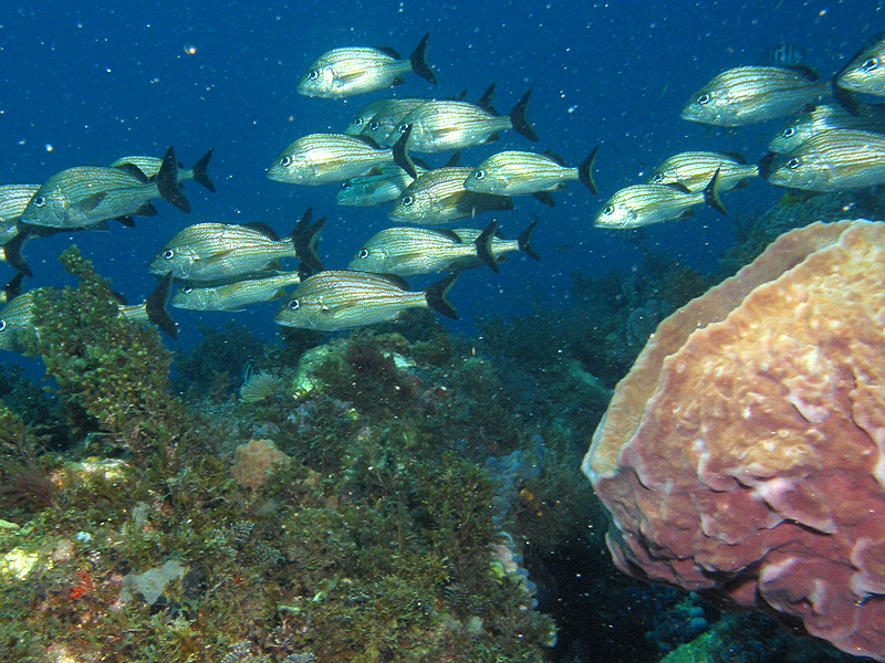 Pointe Burgos