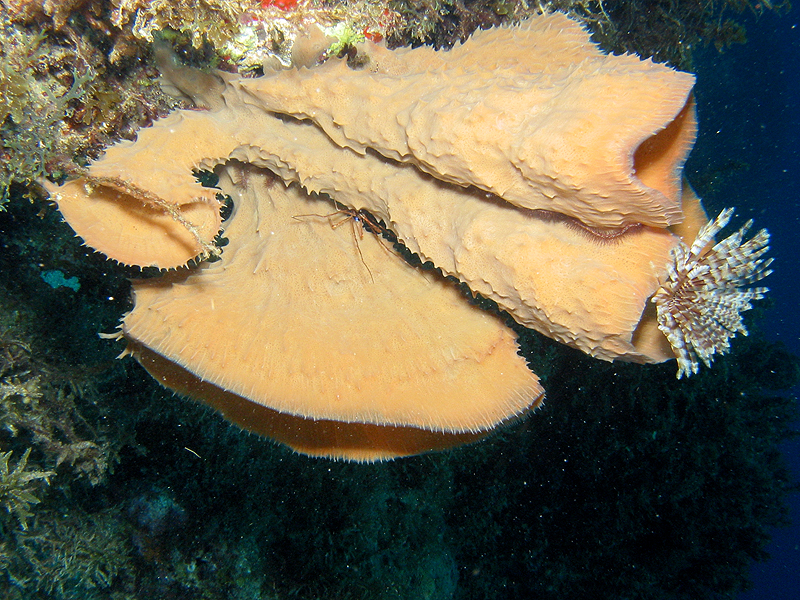 Pointe Burgos