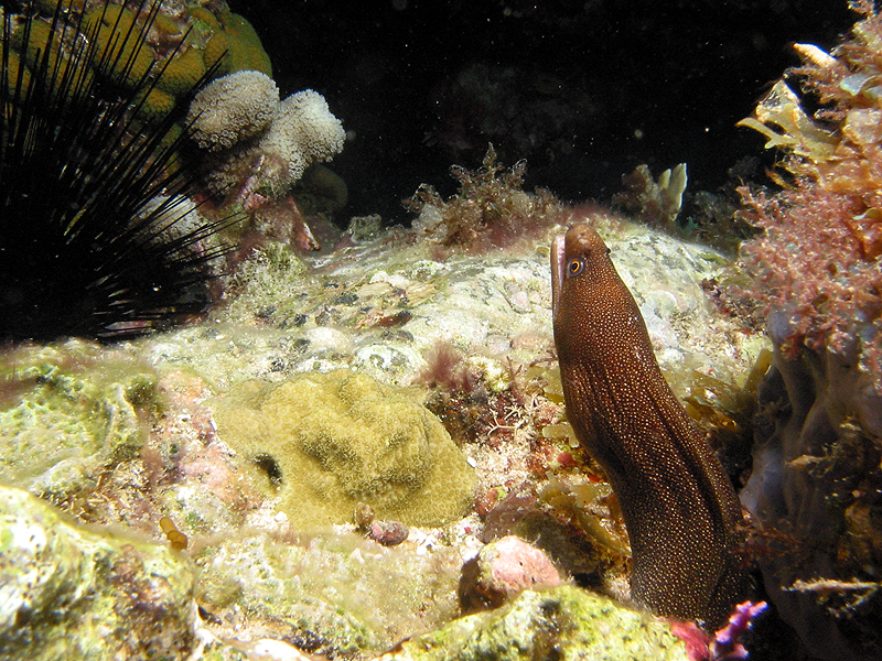 Pointe Burgos