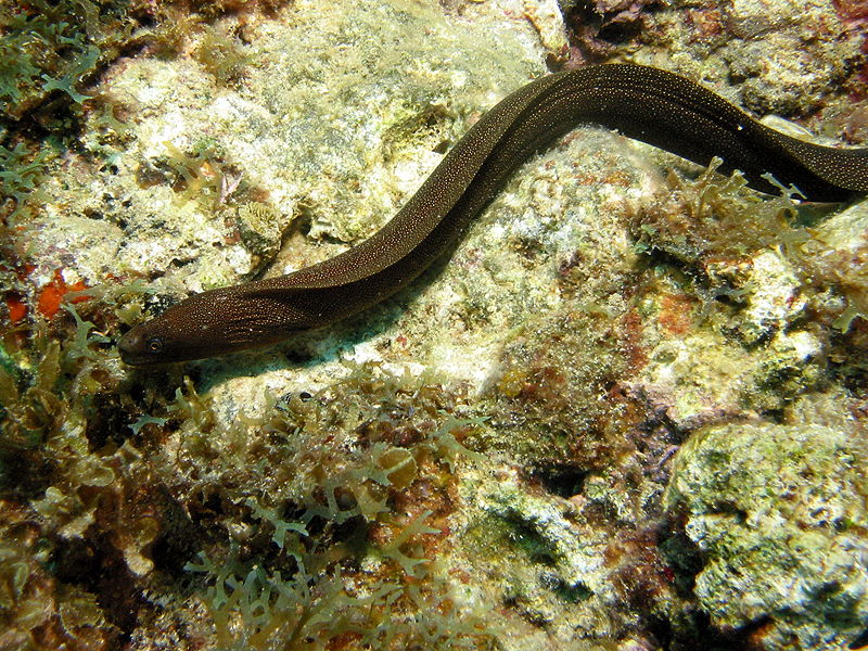 Pointe Burgos