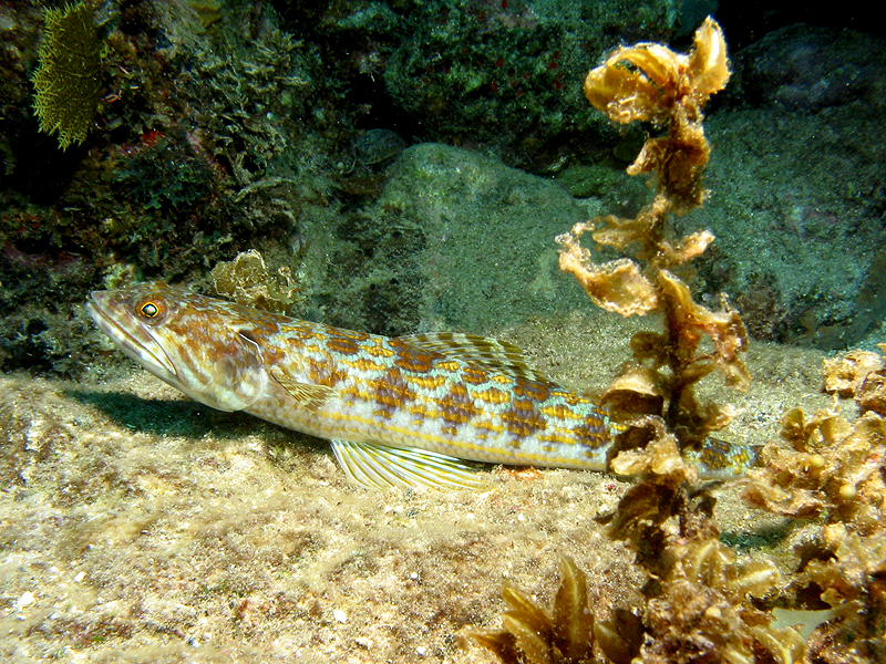 Pointe Burgos